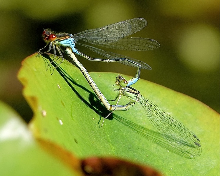 small red-eyed damselflies